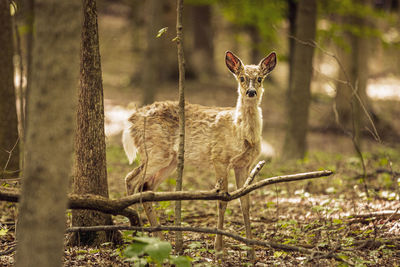 Baby deer in the forest 