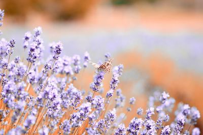 Close-up of purple flowering plant