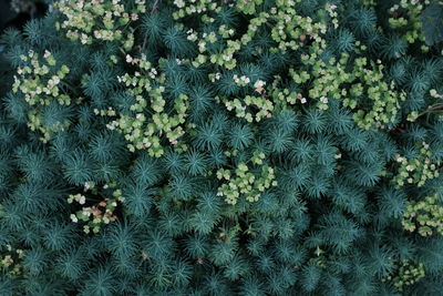 High angle view of flowers growing in garden
