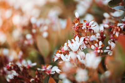 Close-up of white flowering plant