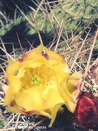 Close-up of yellow flowers