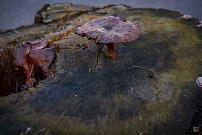 High angle view of mushrooms growing on land