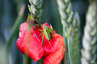 Close-up of insect on red flower