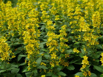 Close-up of yellow flowering plants on field