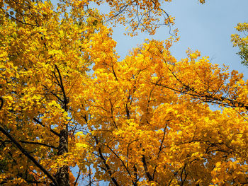 Low angle view of yellow tree