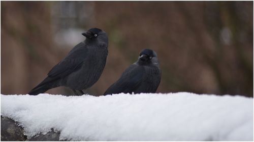 Birds perching on snow