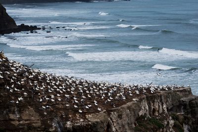 High angle view of seagulls on beach