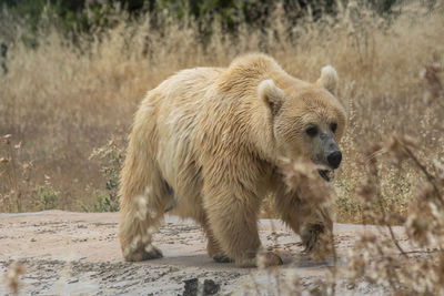 The light brown bear was roaming in al ma'wa for nature and wildlife in jordan