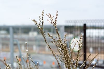 Close-up of flowers against blurred background