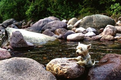 Rocks in water