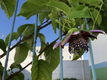 Low angle view of butterfly on plant