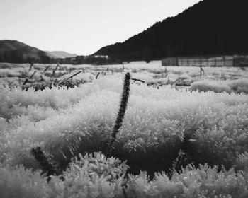 Close-up of frozen plants on land