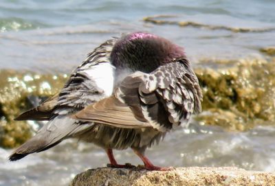 Close-up of a bird flying over water