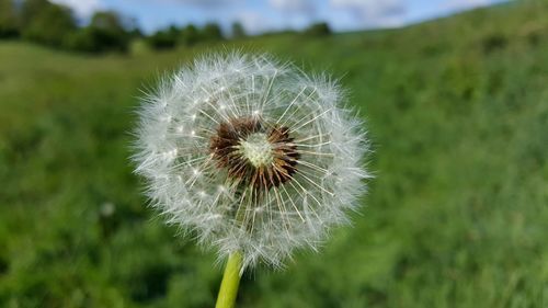 Close-up of dandelion