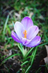 Close-up of purple crocus blooming outdoors