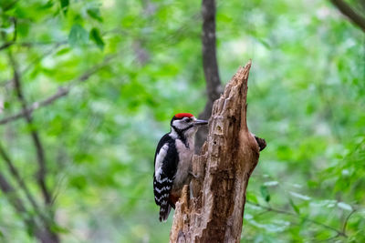 Close-up of bird perching on tree trunk