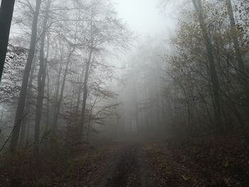 Trees in forest during foggy weather