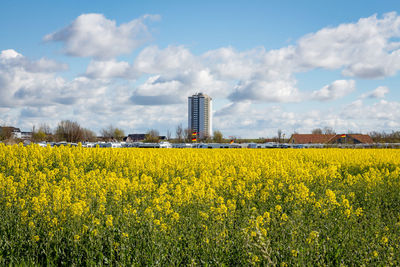 Yellow flowers growing on field by buildings against sky