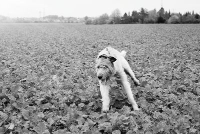 Portrait of dog on field against sky