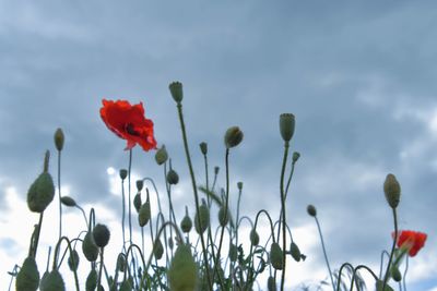 Close-up of red poppy flowers against sky