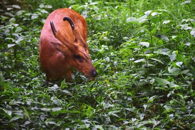 View of a deer on field