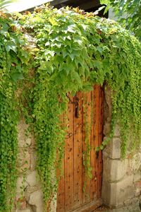 Close-up of ivy growing on plant