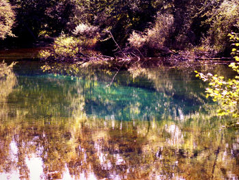 Reflection of trees in lake