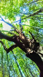 Low angle view of tree against sky