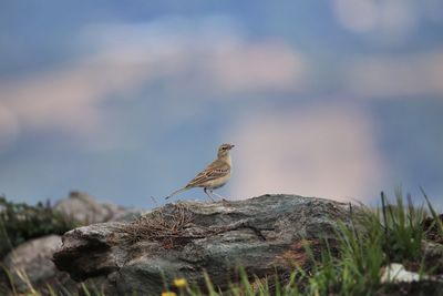 Close-up of bird perching on rock against sky