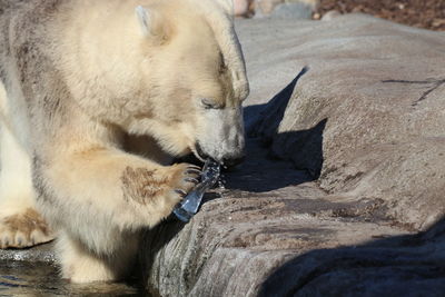 View of a polar bear resting - pollution plastic