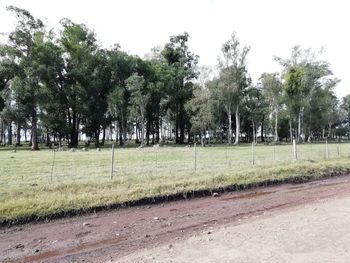 Trees on field against sky