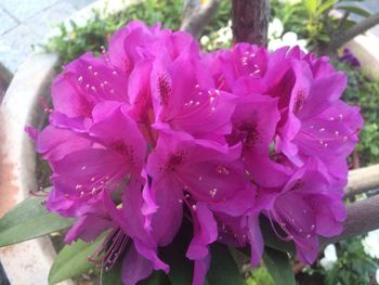 Close-up of flowers