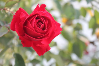 Close-up of red rose blooming outdoors