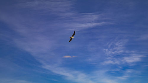 Low angle view of bird flying in sky