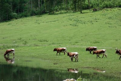 Horses grazing in a field