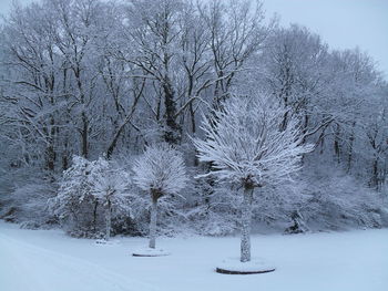 Snow covered trees on landscape