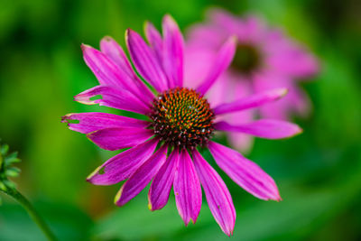 Close-up of pink flower