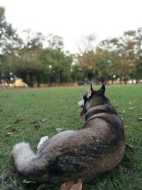 My husky's park moment