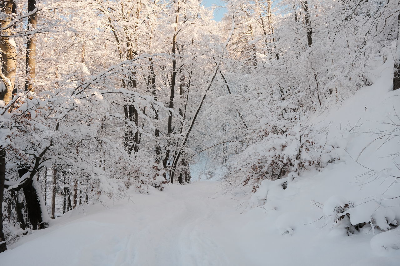 SNOW COVERED LAND AND TREES