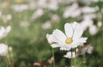 Close-up of white daisy flower on field