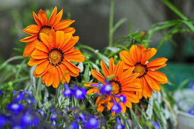Close-up of orange flowers blooming outdoors