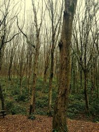 Bare trees in forest
