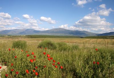 Scenic view of flowering plants on field against sky