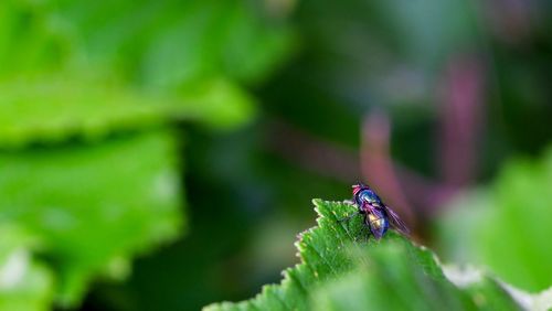 Close-up of insect on leaf