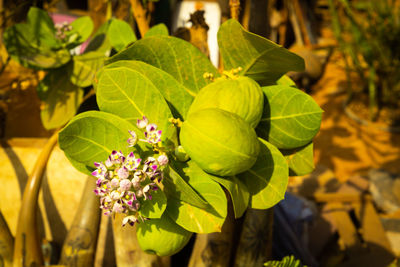 Close-up of flowering plant