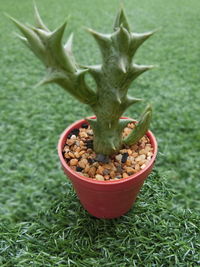 High angle view of potted plant on field