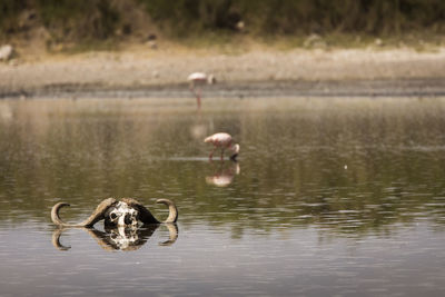 Ducks swimming in lake