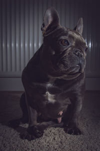 Close-up of dog sitting