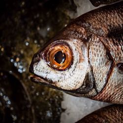 Close-up of animal eye