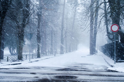 Road amidst bare trees